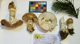 Amanita pantherinoides image