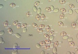 Amanita pantherinoides image