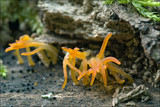Calocera cornea image