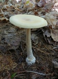 Amanita praecox image
