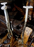 Arthromyces claviformis image