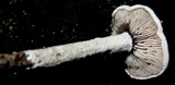 Arthromyces claviformis image
