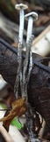 Arthromyces claviformis image