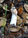 Hypomyces cervinigenus image
