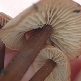 Gymnopus semihirtipes image