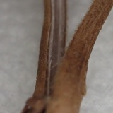 Gymnopus semihirtipes image