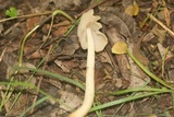 Helvella elastica image