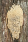 Antrodia juniperina image