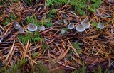Mycena atroalboides image
