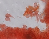 Mycena atroalboides image