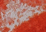 Mycena atroalboides image