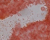 Mycena atroalboides image