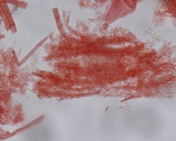 Mycena atroalboides image