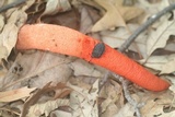 Mutinus elegans image