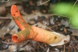 Mutinus elegans image