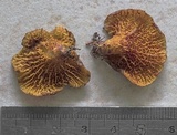 Boletinellus exiguus image