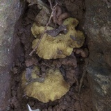 Boletinellus exiguus image
