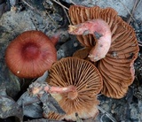 Cortinarius kula image