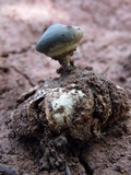 Geastrum pectinatum image