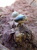 Geastrum pectinatum image