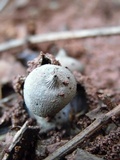 Geastrum pectinatum image