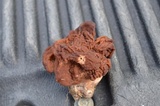Gyromitra korfii image