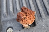 Gyromitra korfii image
