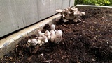 Coprinopsis variegata image