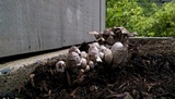 Coprinopsis variegata image