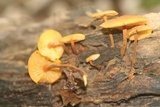 Xeromphalina tenuipes image