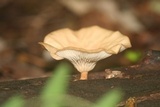 Pseudoarmillariella ectypoides image