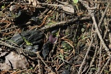 Peziza violacea image