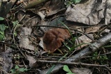 Discina ancilis image