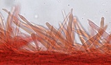 Mycena rutilantiformis image
