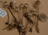 Mycena leptocephala image