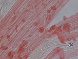 Mycena leptocephala image