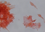 Mycena leptocephala image