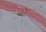 Mycena leptocephala image