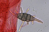 Mycena leptocephala image