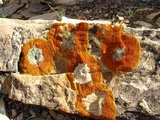 Caloplaca trachyphylla image