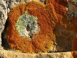 Caloplaca trachyphylla image