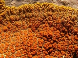 Caloplaca trachyphylla image