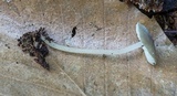 Hydropus floccipes image