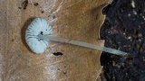 Hydropus floccipes image