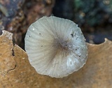 Hydropus floccipes image