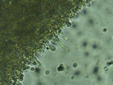 Hydropus floccipes image