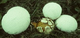 Lycoperdon marginatum image