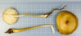 Oudemansiella incognita image