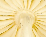 Oudemansiella incognita image