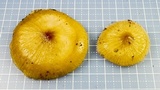 Oudemansiella incognita image